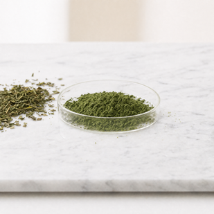 Yerba Mate Extract — 300mg